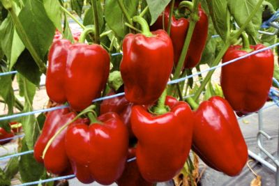 Paprika Quadrato d'Asti rosso