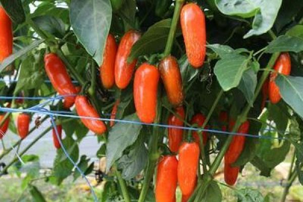 Jalapeño 'Leon'