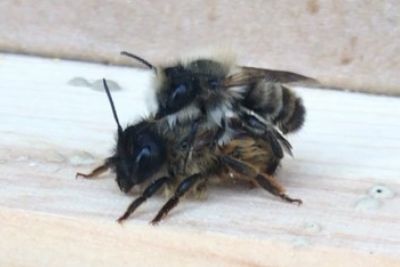 Zwei Rote Mauerbienen