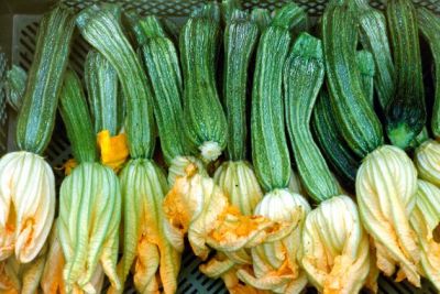 Zucchini 'Costates Romanesco' ©ReinSaat