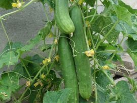 Gurke 'Tanja', ©ReinSaat