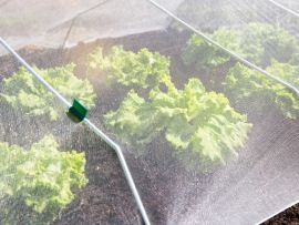 Tunnel-Bogen mit Netz über Salat im Gemüsegarten