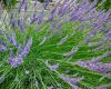 Lavendel