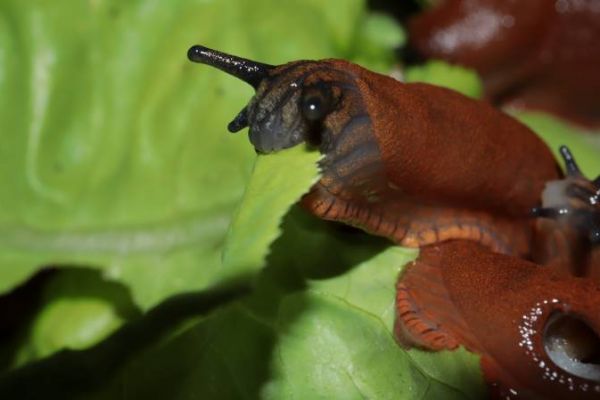 Schnecke auf Salat