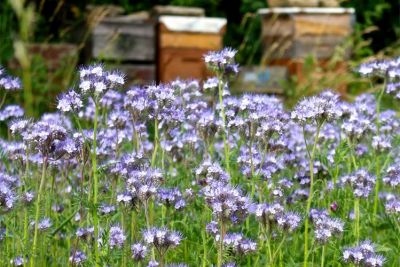 Phacelia ©ReinSaat