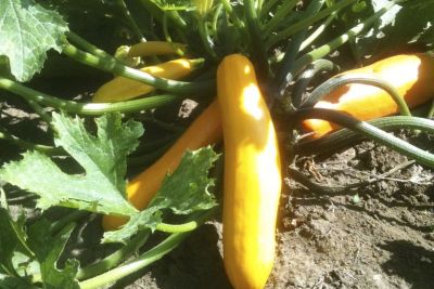 Zucchini 'Gold Rush' ©ReinSaat