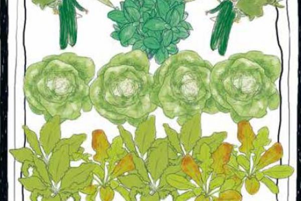 Plan einer Hochbeetbeflanzung mit gEmüse für Smoothies wie Wassermelone Salat Grünkohl und Gurken