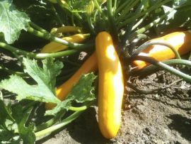 Zucchini 'Gold Rush' ©ReinSaat