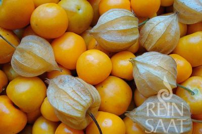 gelb-orange Andenbeeren mit lampionartiger, brauner Hülle