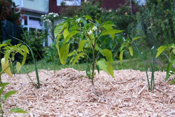 Miscanthus Mulch mit Paprika Pflanze und Lauch