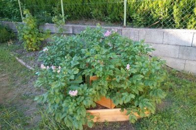 bio-garten Holzpyramide bepflanzt mit Kartoffeln