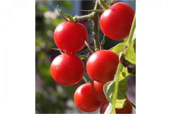Rote Tomaten