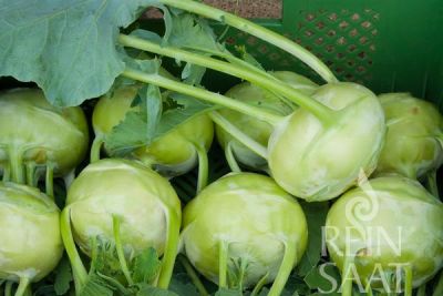 mehrere Kohlrabiknollen der Sorte Noriko