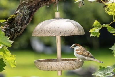 Vogel  sitzt auf Vogeltränke im Garten