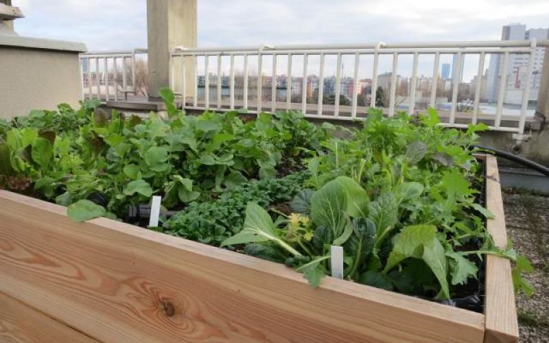 Terrassenbeet
